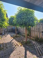 4 bomen, Tuin en Terras, Planten | Bomen, Ophalen, Volle zon, Overige soorten