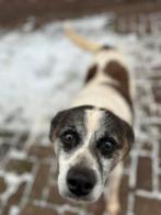 Cappucino, medium reutje gecastreerd 7 jaar, 6 jaar of ouder, Particulier, Reu, Buitenland