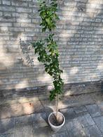 Hibiscus struik / plant , ca 175 cm hoog, Tuin en Terras, Planten | Struiken en Hagen, Ophalen, Overige soorten, Minder dan 100 cm