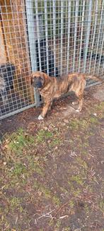 Presa canario x Caucasian Shepherd  kruising.reu 11 weken, 8 tot 15 weken, Parvo, Eén hond, Nederland