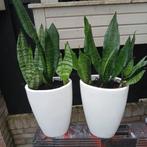 Tuin en Terras, Ophalen, Beton, Klinkers