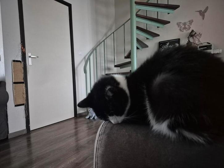 Kater 5 jaar zwart-wit, Dieren en Toebehoren, Katten en Kittens | Overige Katten, Kortharig, Kater, 3 tot 5 jaar