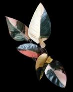 Philodendron Red Congo Variegated, Huis en Inrichting, Ophalen of Verzenden, Halfschaduw, Minder dan 100 cm