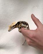 Axanthic Lilly White wimpergekko, Dieren en Toebehoren, Reptielen en Amfibieën, Hagedis, 3 tot 6 jaar