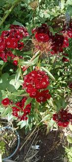 Dianthus barbatus - Duizendschoon zaden, Ophalen of Verzenden, Voorjaar, Halfschaduw, Zaad