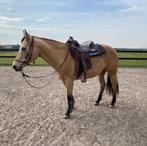 Verzorger gezocht! Omgeving Leidschenveen., Dieren en Toebehoren, Paarden en Pony's | Overige Paardenspullen, Ophalen of Verzenden