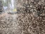 graniet, granieten plaat, zwart, Ophalen, Zo goed als nieuw