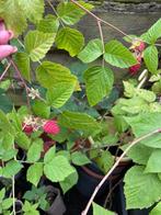 grote frambozenplant met vruchten, Overige soorten, Volle zon, In pot, Ophalen of Verzenden