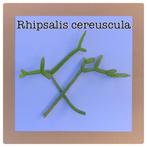 29. rhipsalis cereuscula stekje €2, Ophalen of Verzenden, Halfschaduw, Minder dan 100 cm