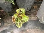 Sonerila Fluo/Pulchella - Zeldzame Terrariumplant, Tuin en Terras, Overige soorten, Vaste plant, Ophalen of Verzenden, Bloeit niet