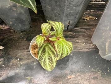 Sonerila Fluo/Pulchella - Zeldzame Terrariumplant beschikbaar voor biedingen