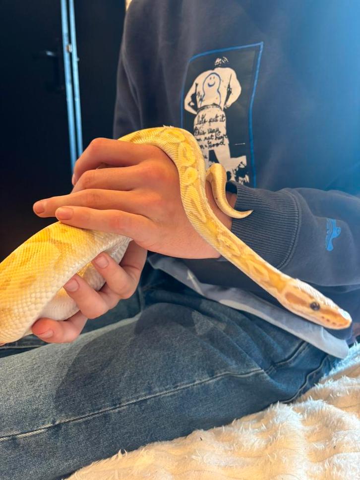 Pastel Koningsphyton met terrarium en toebehoren, Dieren en Toebehoren, Reptielen en Amfibieën, Slang, Met terrarium