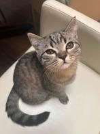 Britse korthaar kittens geboren op 31-08-2025 !!LAATSTE!!, Meerdere dieren, Ontwormd