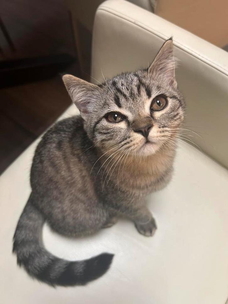 Britse korthaar kittens geboren op 31-08-2025 !!LAATSTE!!, Dieren en Toebehoren, Katten en Kittens | Raskatten | Korthaar, Meerdere dieren