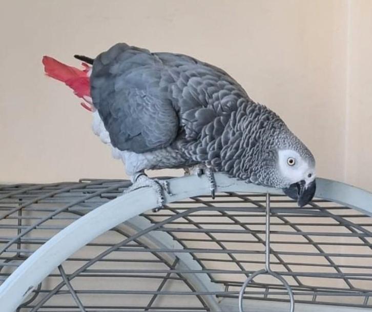 Grijze roodstaart, Dieren en Toebehoren, Vogels | Parkieten en Papegaaien, Papegaai, Mannelijk