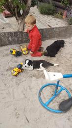 kruising, Reu, Meerdere, Middel, Nederland