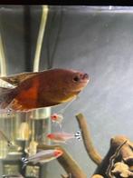 2 vrouwtjes 1 man gourami, Dieren en Toebehoren, Vissen | Aquariumvissen, Vis