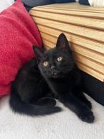 Kleine poesje van 5 maanden oud, Dieren en Toebehoren, Poes