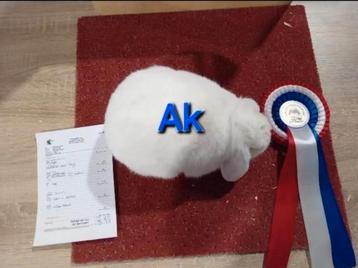 Deze  voedster mag weg reserve kampioen v.d ee klasse  beschikbaar voor biedingen