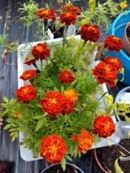 Afrikaantjes Carmen zaden uit biologische tuin, Tuin en Terras, Ophalen of Verzenden, Voorjaar, Volle zon, Zaad