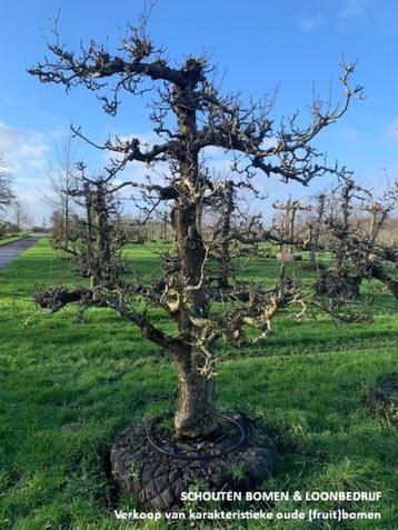 Doyenne Du Comice – perenbomen te Koop | Vanaf €615 beschikbaar voor biedingen