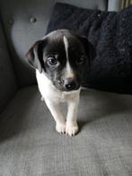 Boerenfox pup, Overige rassen, 8 tot 15 weken, Teef, Meerdere