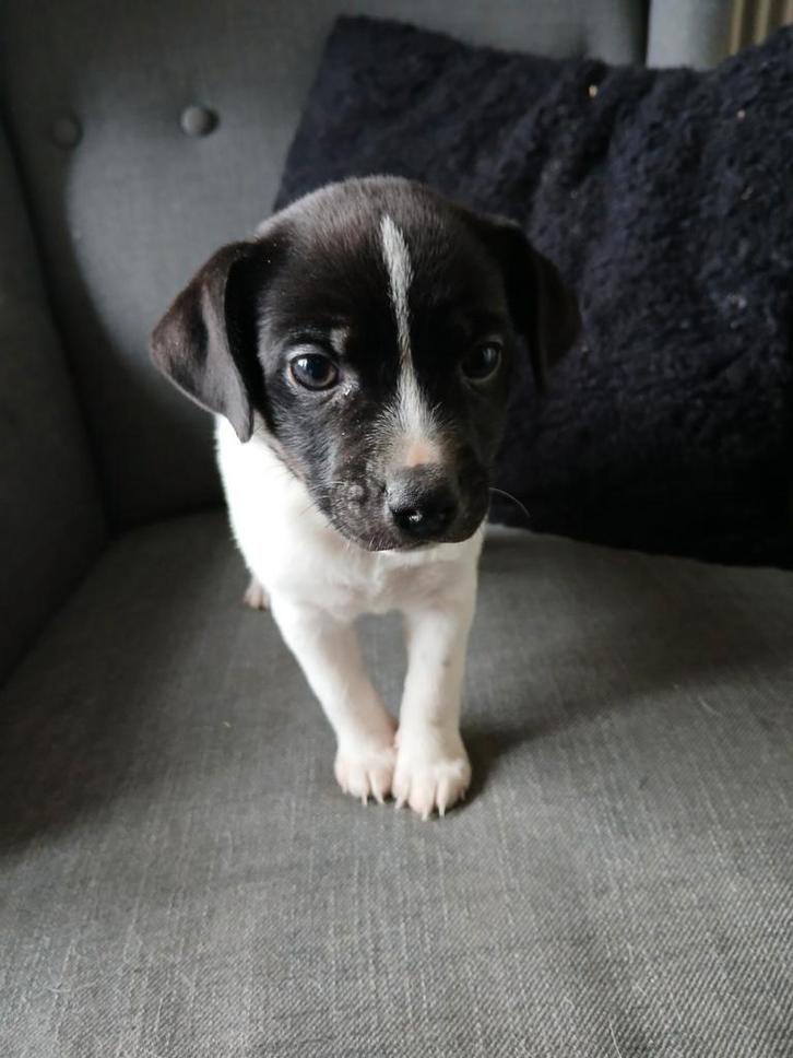 Boerenfox pup, Dieren en Toebehoren, Honden | Jack Russells en Terriërs, Teef, Overige rassen, Particulier, Meerdere, Nederland