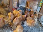Broedeieren Cochin Buff, Dieren en Toebehoren, Pluimvee, Geslacht onbekend, Kip