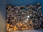 Dubia Voedseldieren, Overige soorten