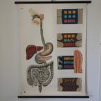 Medische schoolplaat Spijsvertering, Antiek en Kunst, Antiek | Schoolplaten, Ophalen of Verzenden, Natuur en Biologie