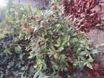 hulst, Tuin en Terras, Planten | Struiken en Hagen, Ophalen of Verzenden, Hulst, Minder dan 100 cm