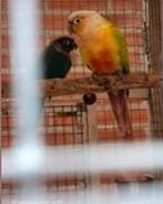 Te koop pineapple (opaline-cinnamon) pop split dilute, Vrouwelijk, Parkiet, Geringd