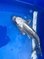 Doitsu koi, Dieren en Toebehoren, Karper of Koi