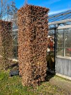 Beuken sierbomen 80x80x300, Ophalen of Verzenden, Bloeit niet, Volle zon, Overige soorten