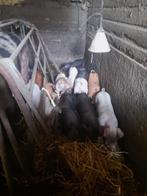 Vleesbiggen, Dieren en Toebehoren, Meerdere dieren, Varken, 0 tot 2 jaar