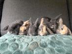 NHD konijntjes, Dieren en Toebehoren, Meerdere dieren, Dwerg, Hangoor, 0 tot 2 jaar