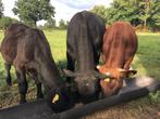 Angus, brandrood en blond, Dieren en Toebehoren, Runderen, Meerdere dieren