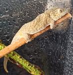 Eurydactylodes Vieillardi Pet Only!, Dieren en Toebehoren, Hagedis, 0 tot 2 jaar