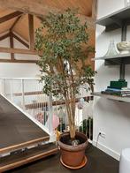 2x Ficus Benjamina - kamerplant, Huis en Inrichting, Ophalen, Ficus, 200 cm of meer, Halfschaduw