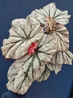 Begonia Looking Glass p14, Huis en Inrichting, Kamerplanten, Ophalen of Verzenden, Halfschaduw, Minder dan 100 cm