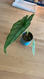 Alocasia Heterophylla #1, Ophalen of Verzenden, Overige soorten, Minder dan 100 cm
