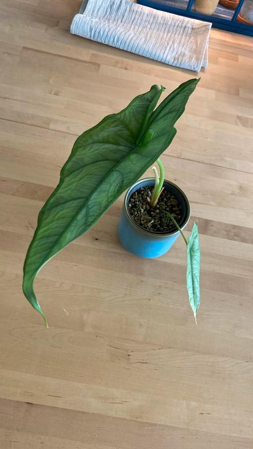 Alocasia Heterophylla #1, Huis en Inrichting, Kamerplanten, Overige soorten, Minder dan 100 cm, Ophalen of Verzenden
