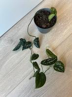 Scindapsus trebie, Huis en Inrichting, Kamerplanten, Ophalen of Verzenden, Halfschaduw, Minder dan 100 cm