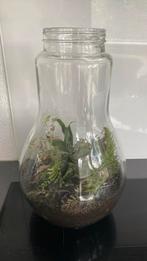 Planten in vaas, kamerplanten., Huis en Inrichting, Kamerplanten, Ophalen of Verzenden, Halfschaduw, Minder dan 100 cm