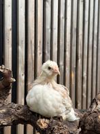 Nog 2 Faverolle groot hennen, Dieren en Toebehoren, Pluimvee, Vrouwelijk, Kip