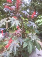 Wonderboom zaden voor maar 25 cent per stuk, Tuin en Terras, Ophalen of Verzenden, Voorjaar, Volle zon