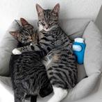 GERESERVEERD; cyperse duo. Nog het Felix duo'tje beschikbaar, Dieren en Toebehoren, Katten en Kittens | Overige Katten, Kater