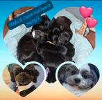 Mooie boompoo puppy's/ boomer x toy- dwerg poedel, Dieren en Toebehoren, Overige rassen, 8 tot 15 weken, Meerdere, Meerdere dieren