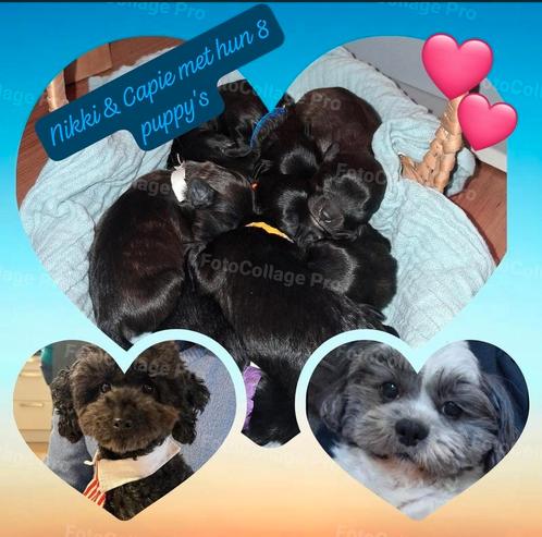 Mooie boompoo puppy's/ boomer x toy- dwerg poedel, Dieren en Toebehoren, Honden | Chihuahua's en Gezelschapshonden, Meerdere dieren