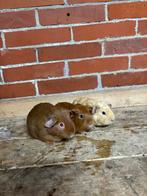 Cavia zeugjes, Dieren en Toebehoren, Knaagdieren, Cavia, Vrouwelijk, November, Tam